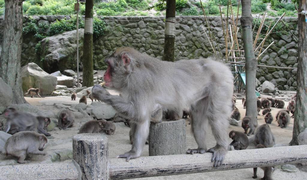 🐒 다카사키야마 자연 동물원(다카사키야마 시젠 도부쓰엔) 이미지 3